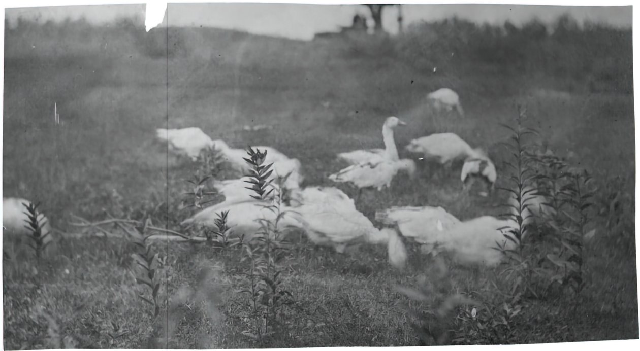 Liba a háló javításának helyén, Gloucester, N.J., 1881. alkotó: Thomas Eakins