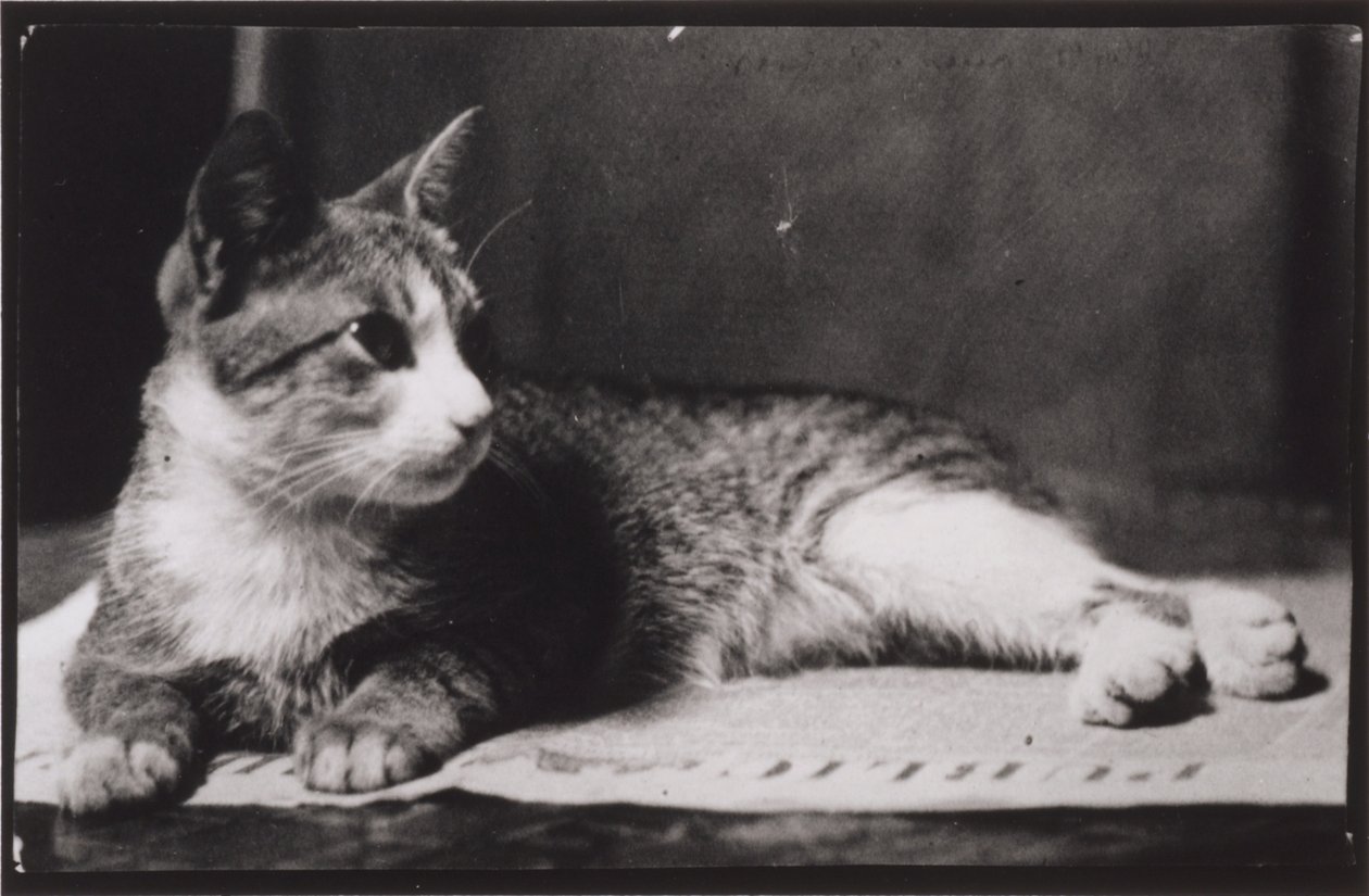 Thomas Eakinsné macskája alkotó: Thomas Eakins