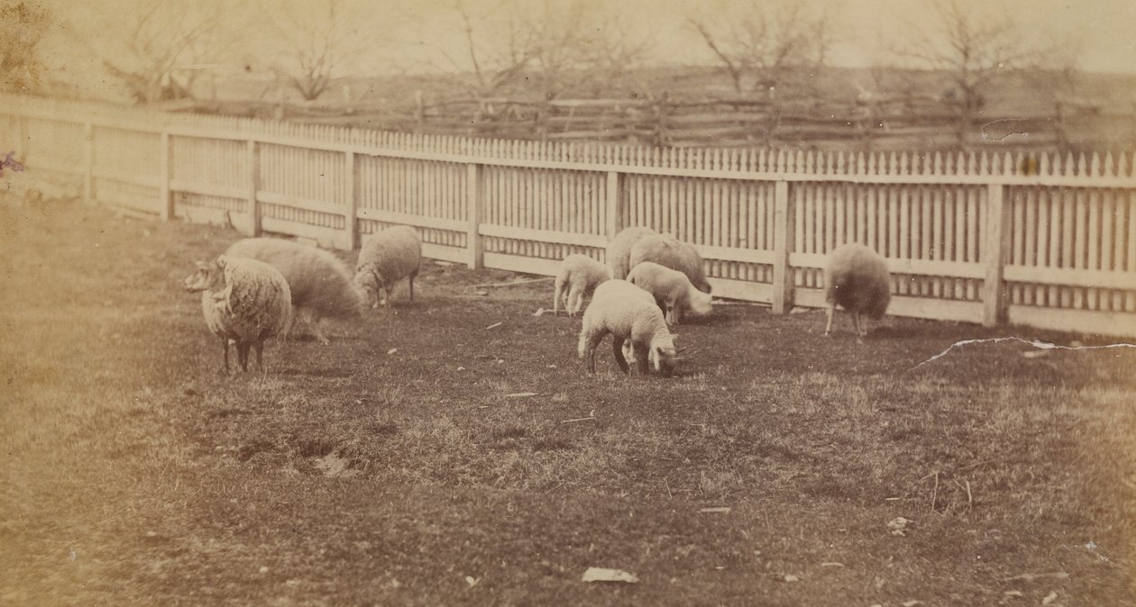 [Birkák a legelőn az Avondale-i farmon, PA] alkotó: Thomas Eakins