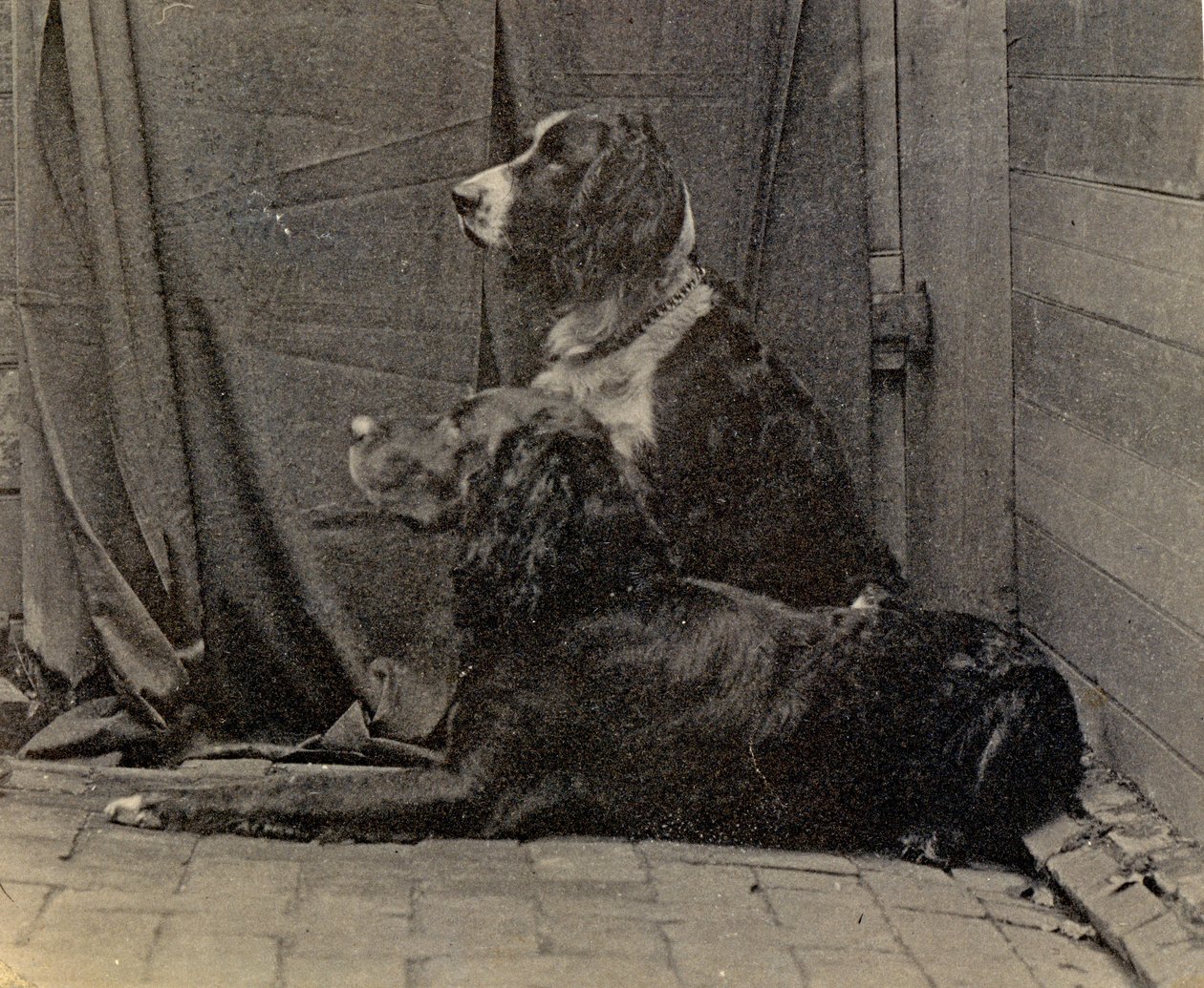Thomas Eakins kutyák, 1884 alkotó: Thomas Eakins