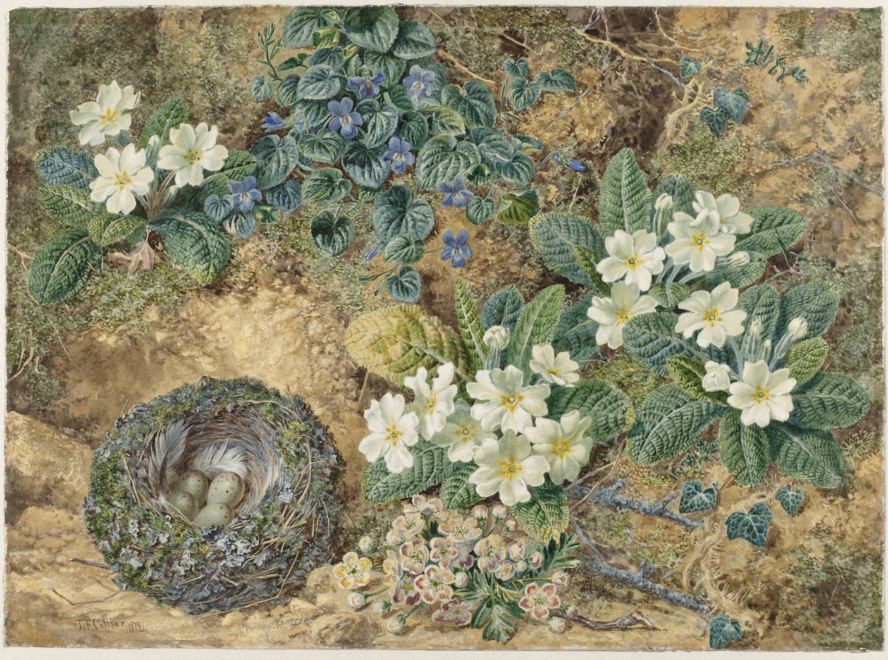Madárfészek csendélete, ibolya, primula és almavirág alkotó: Thomas Frederick Collier