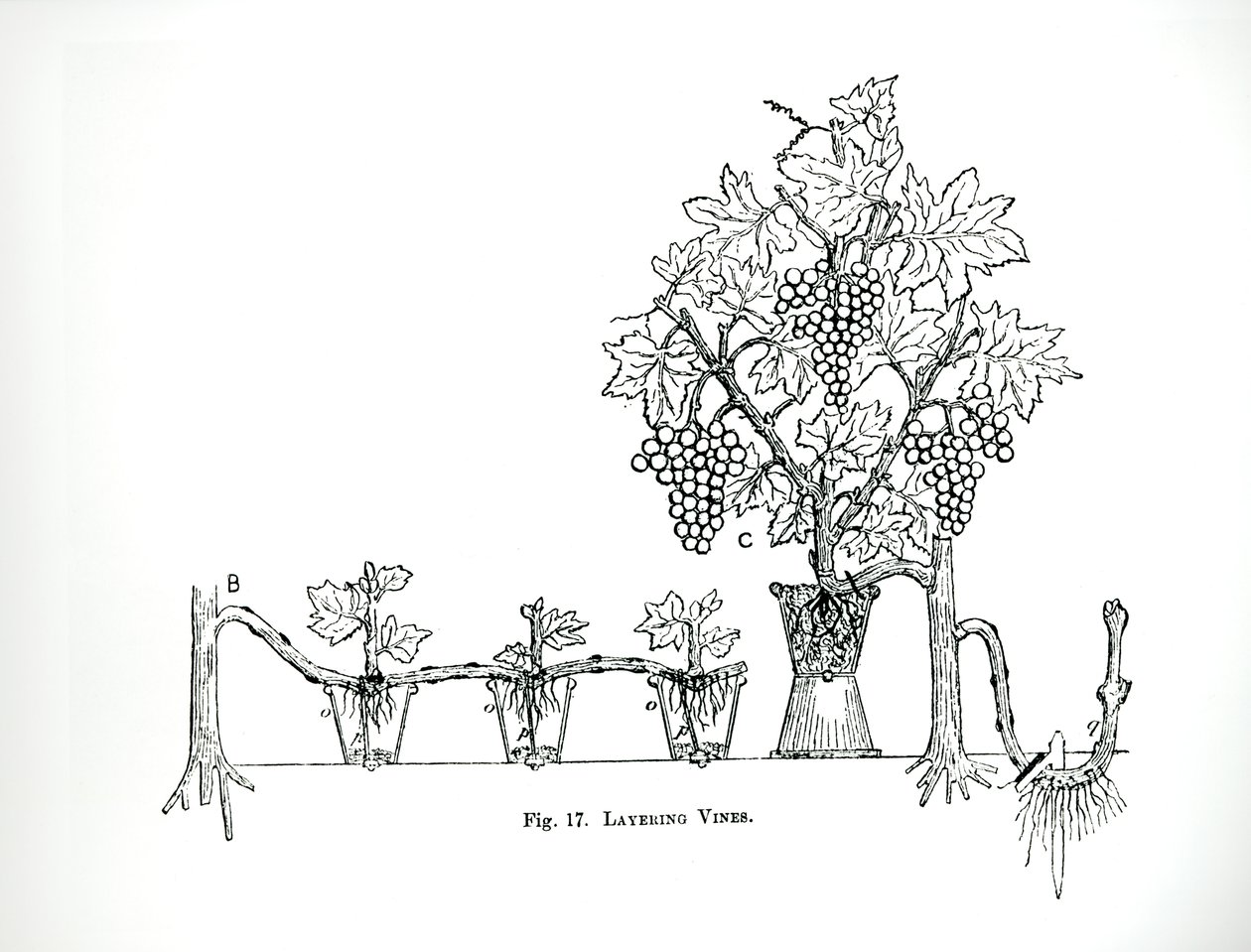 Layering vines, Thomas Mawson „The Art and Craft of Garden Making”, 1900-ban megjelent (metszet) (f/w fotó) alkotó: Thomas Hayton Mawson