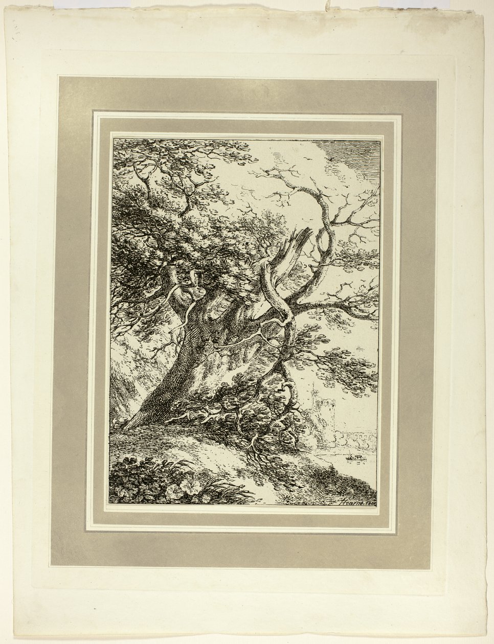 Öreg fa, a Specimens of Polyautography első számából alkotó: Thomas Hearne