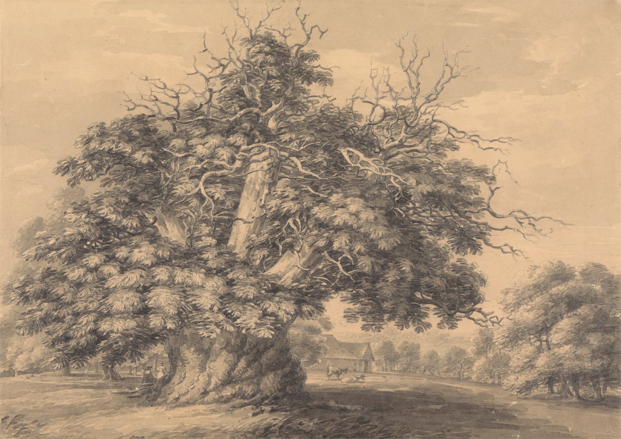 A gesztenyefa Little Wymondley-ban, Hertfordshire-ben alkotó: Thomas Hearne