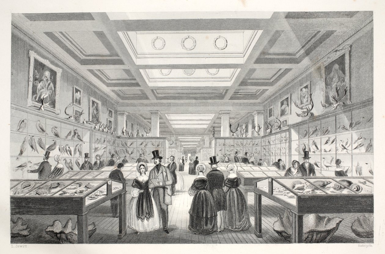 British Museum, Zoological Gallery, a „London Interiors with their Costumes and Ceremonies” pubból. Joseph Mead, London, 1843 körül (acélmetszet) alkotó: Thomas Hosmer Shepherd