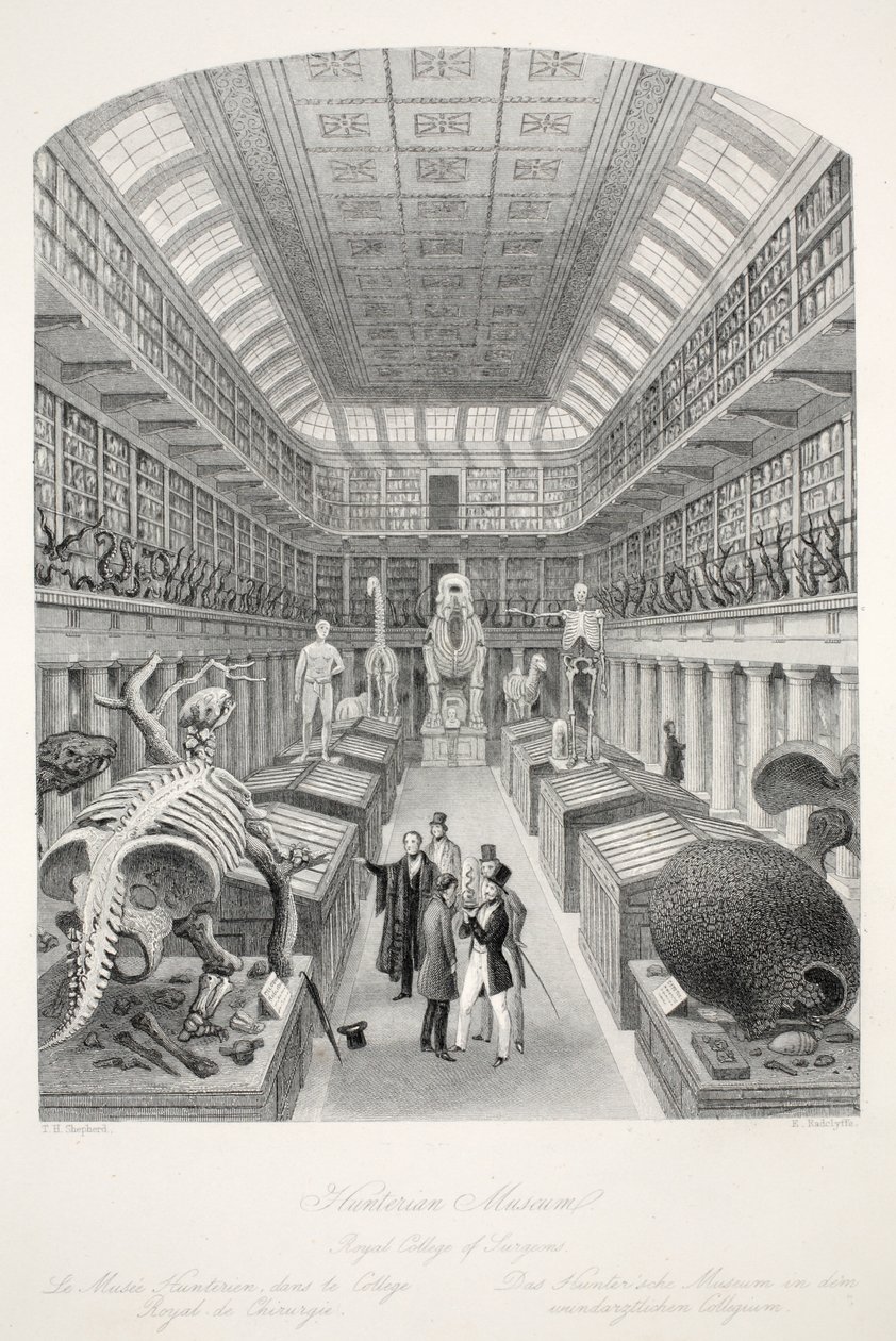 Hunterian Museum, Royal College of Surgeons, a „London Interiors with their Costumes and Ceremonies” kocsmából. Joseph Mead, London, 1843 körül (acélmetszet) alkotó: Thomas Hosmer Shepherd