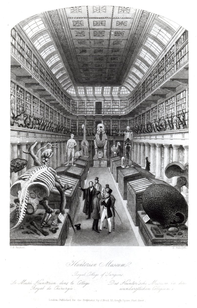 A Hunterian Museum, a „London Interiors” illusztrációja, Edward Radclyffe metszete, 1840 körül alkotó: Thomas Hosmer Shepherd