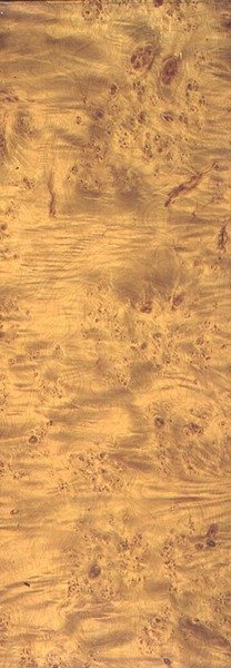 American Cottonwood, 1851–1862 körül (szemcsés pala) alkotó: Thomas Kershaw