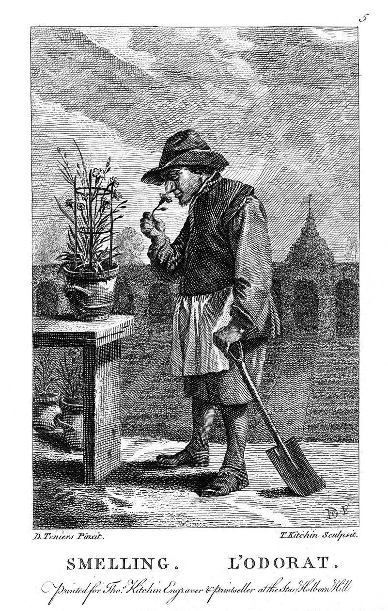 Kertész szegfű vagy rózsaszín Dianthus illatú, c1750 alkotó: Thomas Kitchin