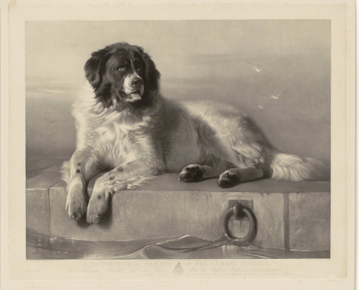 Portré a mentőkutyáról, Bobról, aki egy mólón fekszik A Humane Society kitüntetett tagja (cím a tárgyon) alkotó: Thomas Landseer
