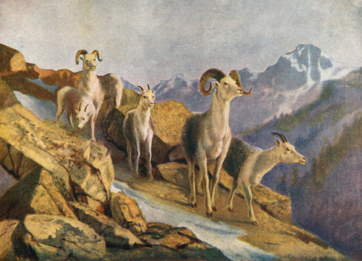 Fanning Sheep coming down to Feed (színes litográfia) alkotó: Thomas Mower Martin