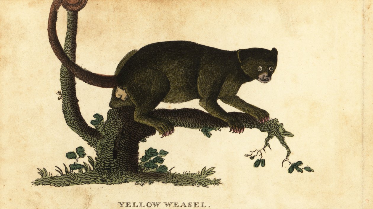 Kinkajou, Potos flavus. ,1800 (metszet) alkotó: Thomas Pennant