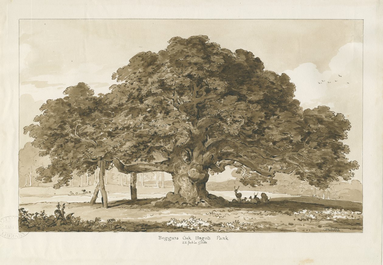 Blithfield – Koldustölgy: szépia rajz, 1837 alkotó: Thomas Peploe Wood
