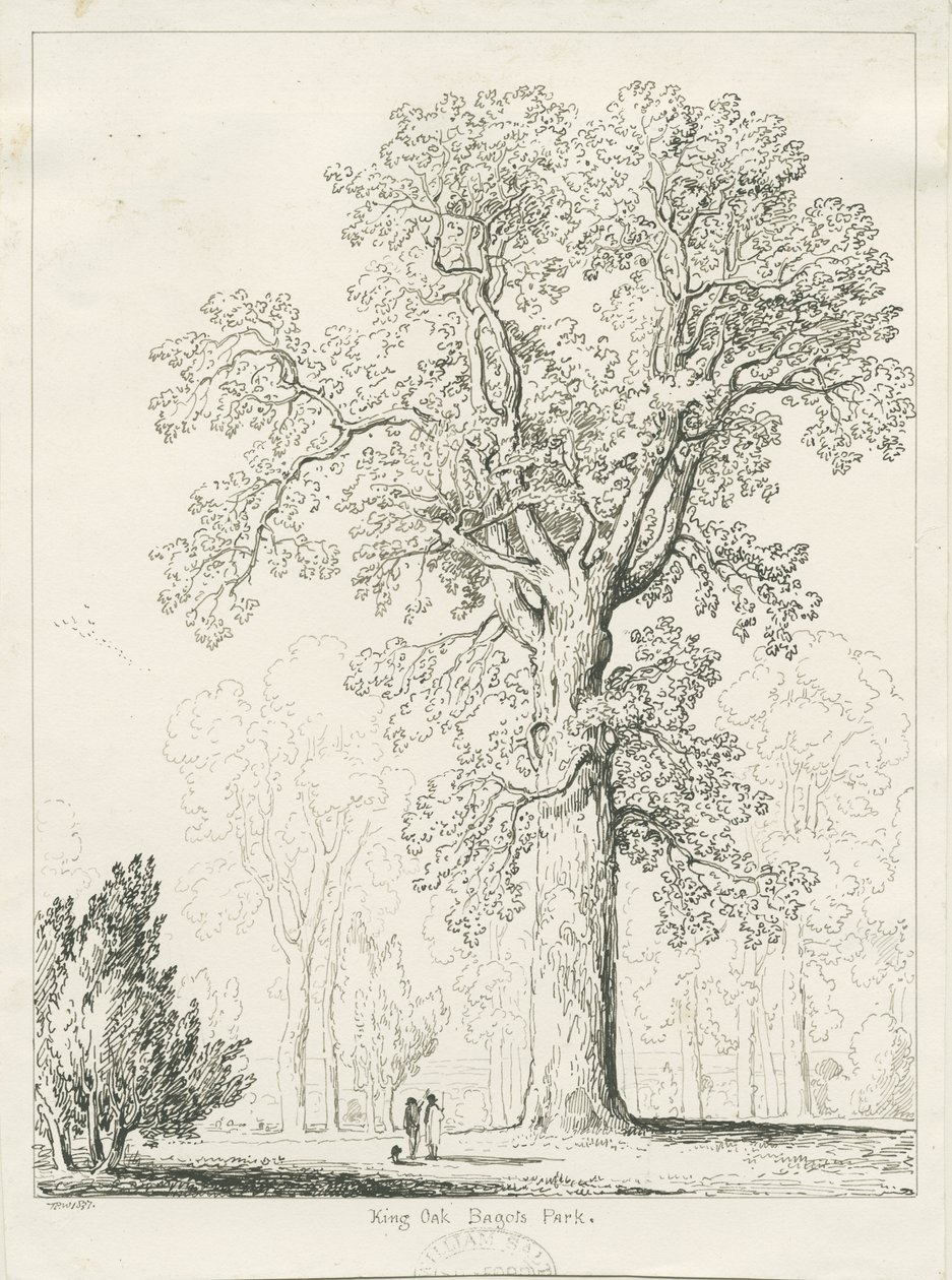 Blithfield - King Oak : toll- és tusrajz alkotó: Thomas Peploe Wood