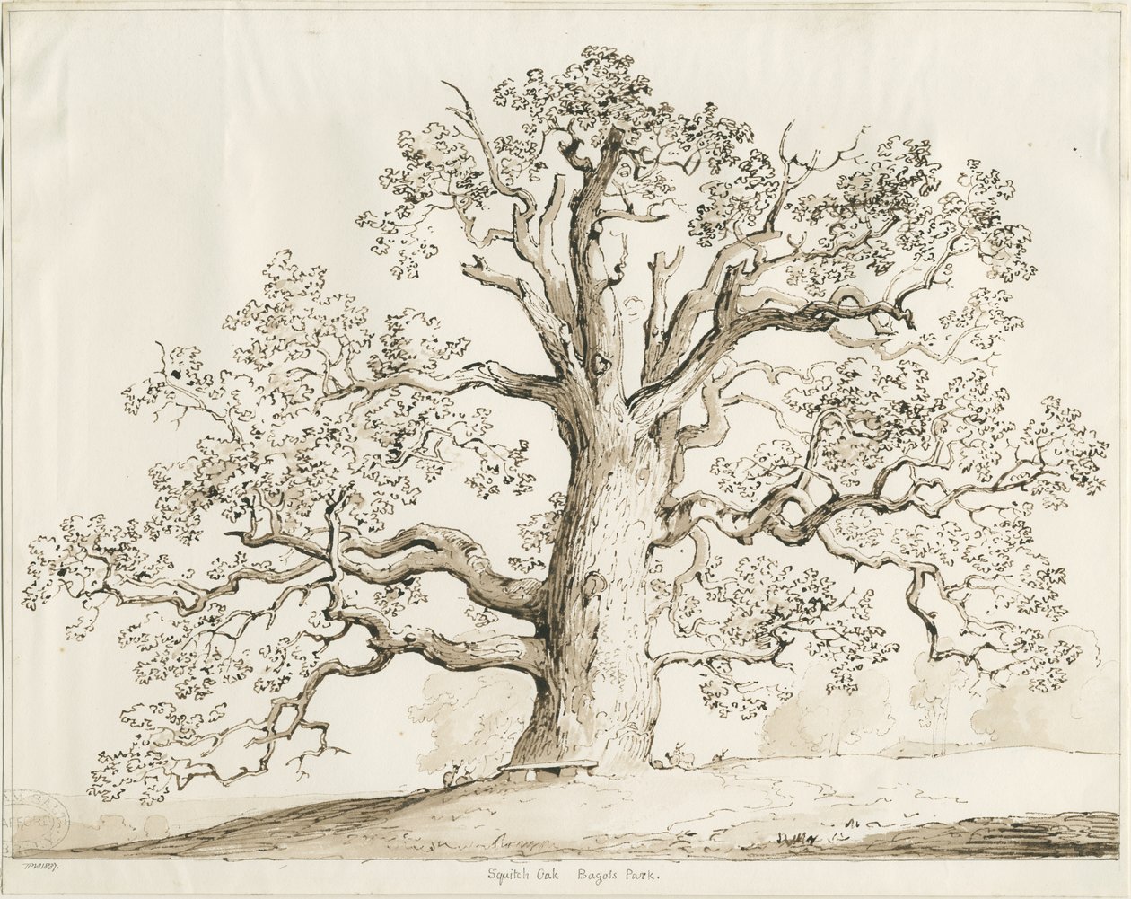 Blithfield - Squitch Oak: toll és mosás, 1837 alkotó: Thomas Peploe Wood