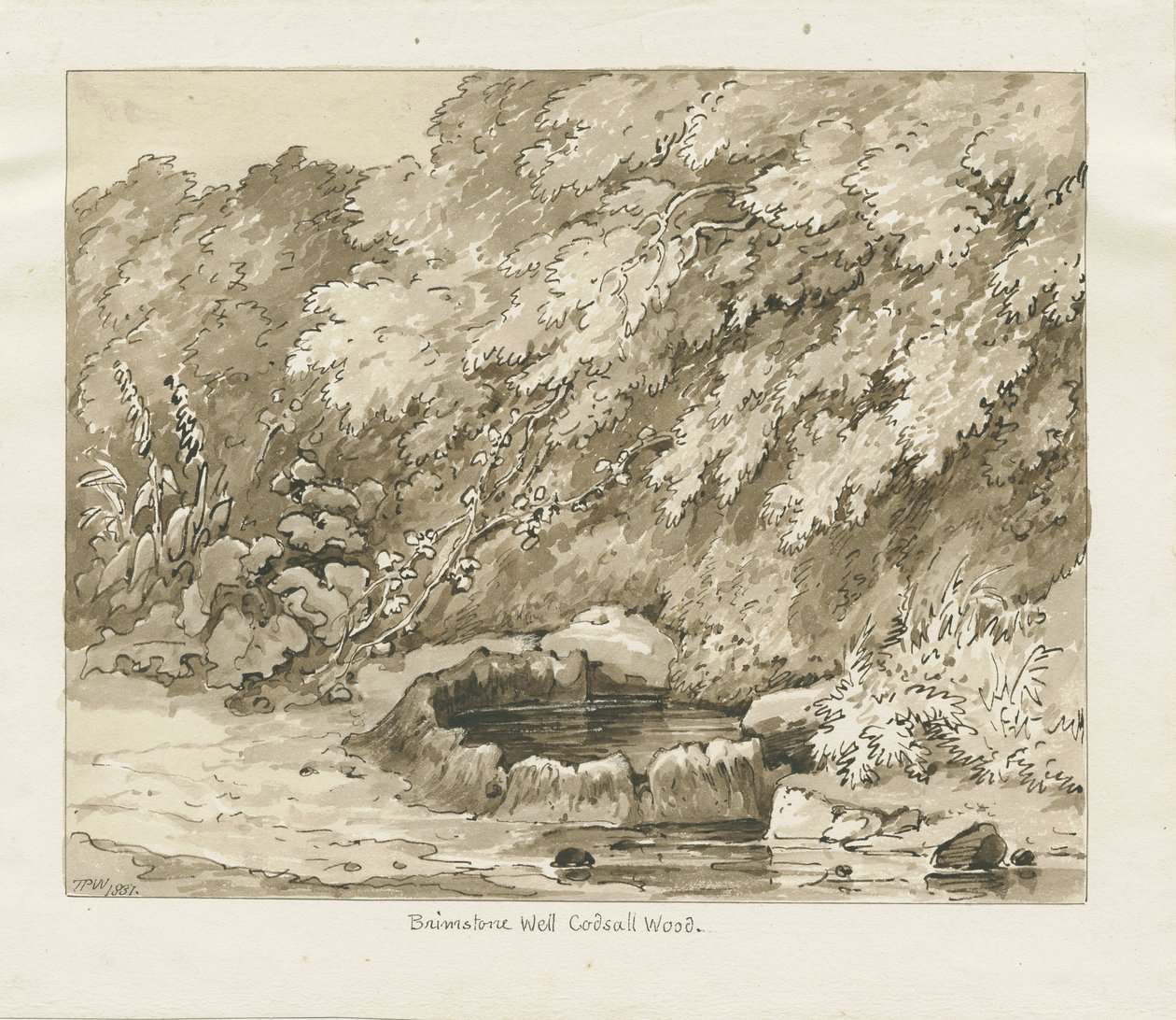 Codsall Wood - Brimstone Well: szépia rajz alkotó: Thomas Peploe Wood
