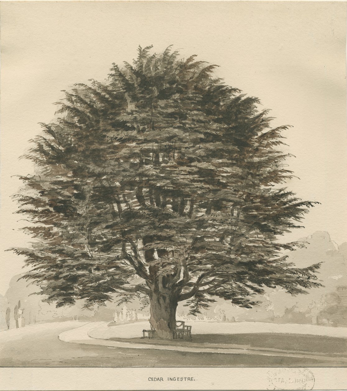 Ingestre – Cédrusfa: szépia rajz, nd [?1838] alkotó: Thomas Peploe Wood