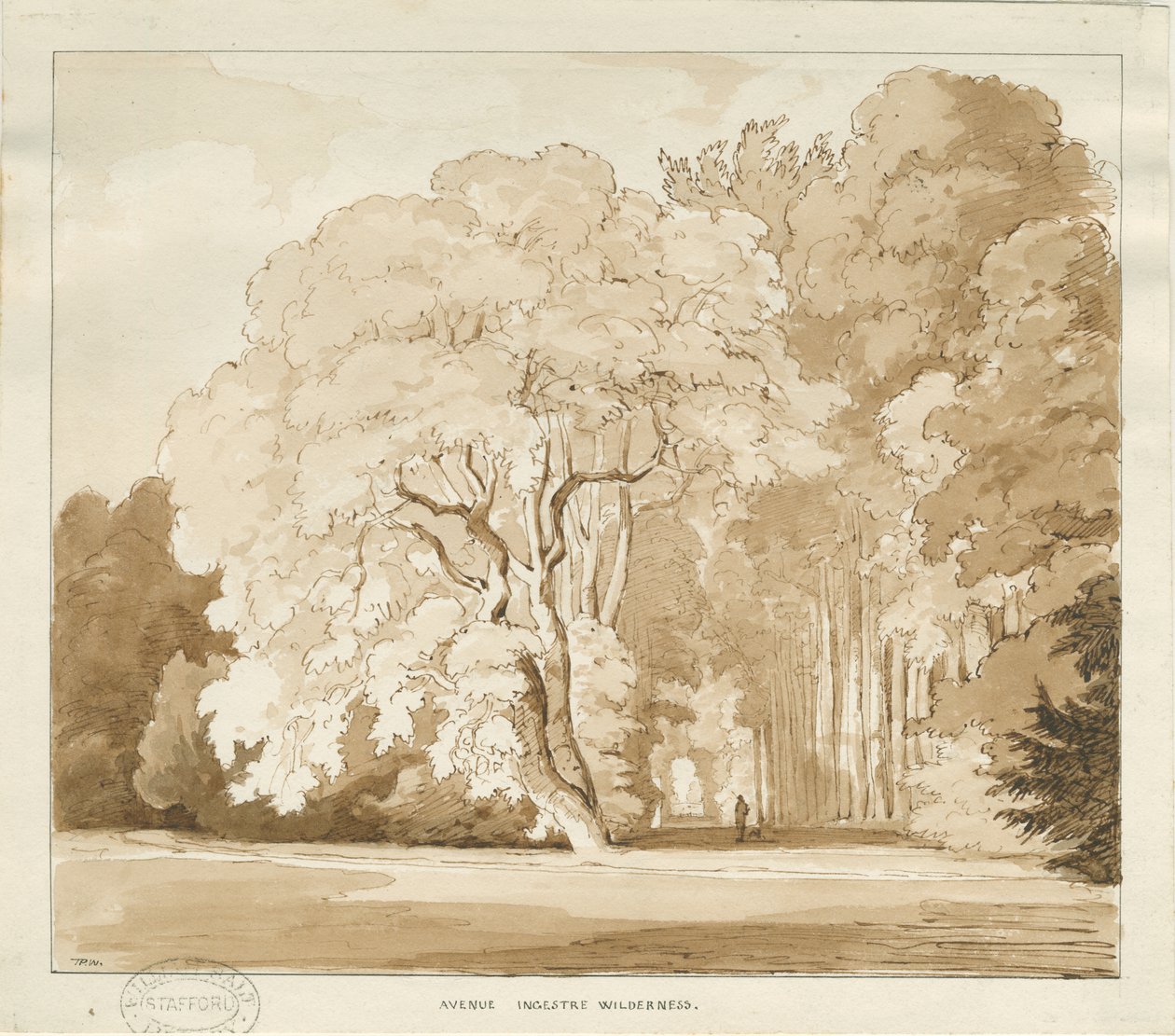 Ingestre - tanulmány a fákról: szépia rajz, nd [?1838] (rajz) alkotó: Thomas Peploe Wood