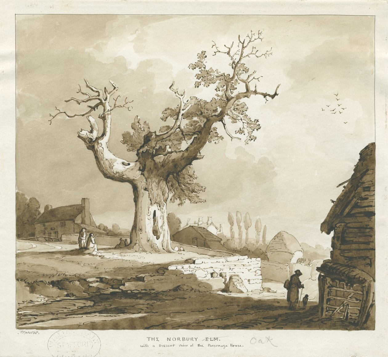 Norbury Village – „The Norbury Elm”: szépia mosás rajza alkotó: Thomas Peploe Wood