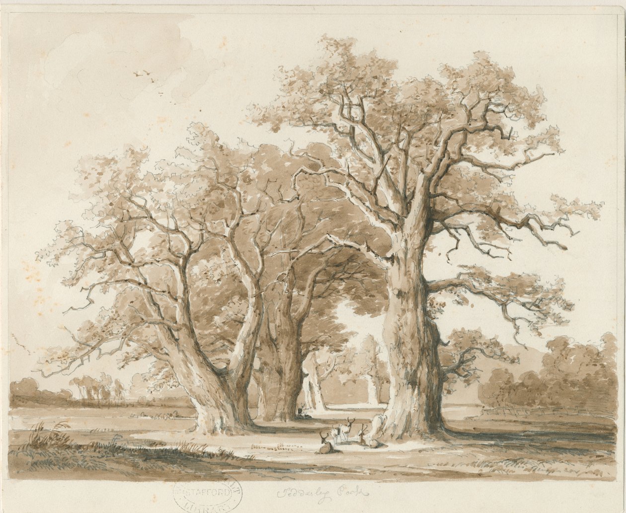 Teddesley Hall – Tölgyfák: ceruza- és mosórajz, nd [1842. nov.] (rajz) alkotó: Thomas Peploe Wood