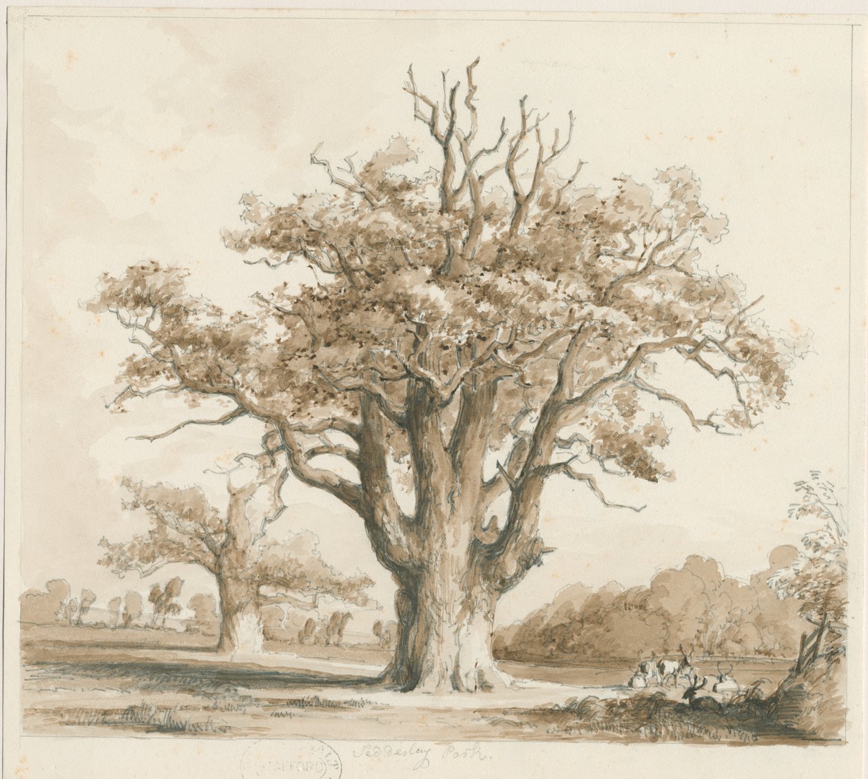Teddesley Hall – Oak Trees: ceruza- és mosórajz, nd [1842. nov.] alkotó: Thomas Peploe Wood