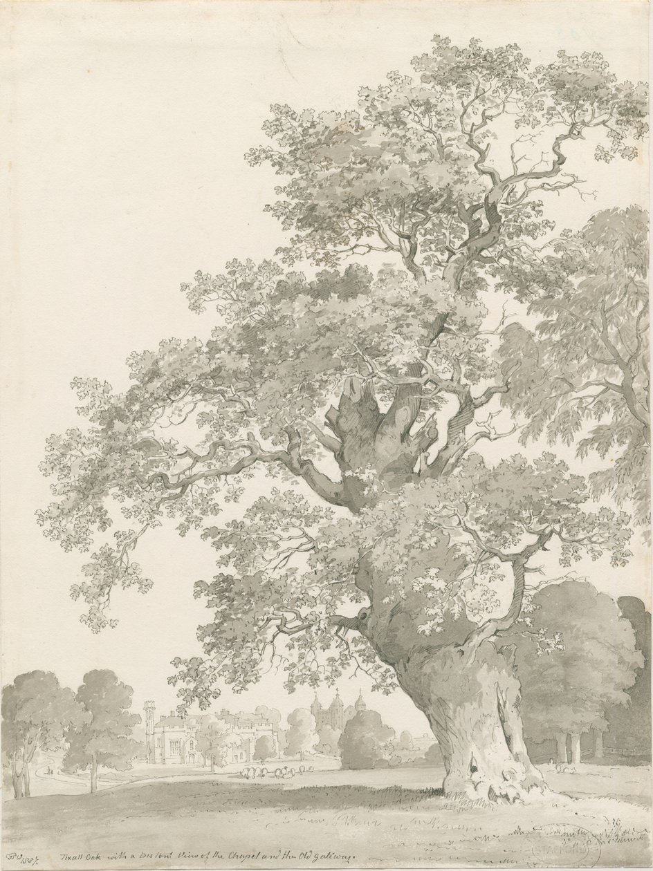 Tixall - Tölgyfa: toll és mosó rajz alkotó: Thomas Peploe Wood