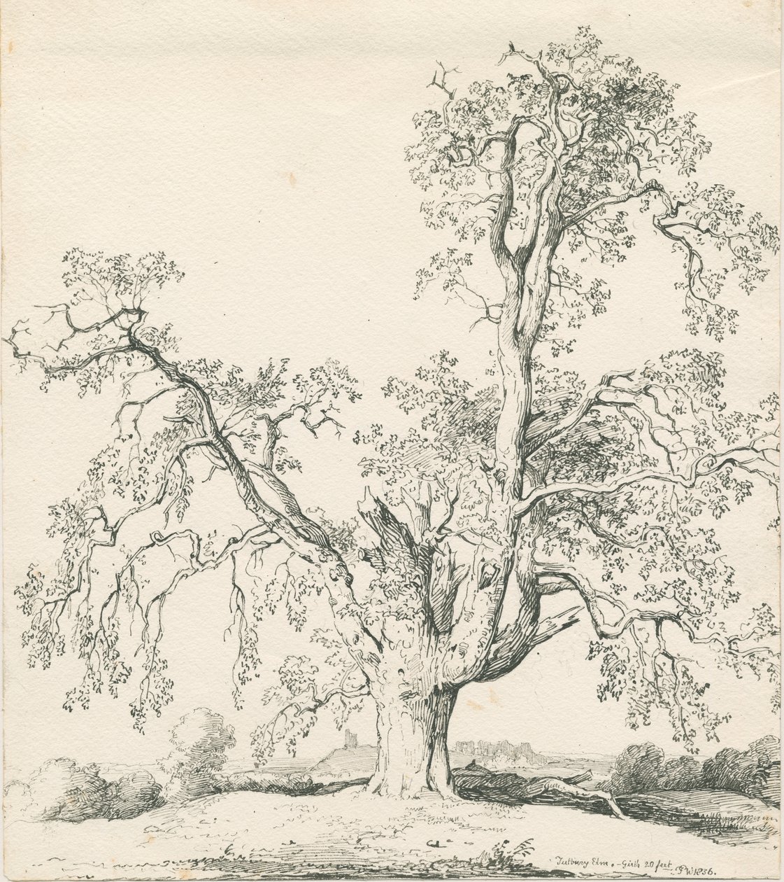 Tutbury – „Wych Elm”: toll- és tusrajz alkotó: Thomas Peploe Wood