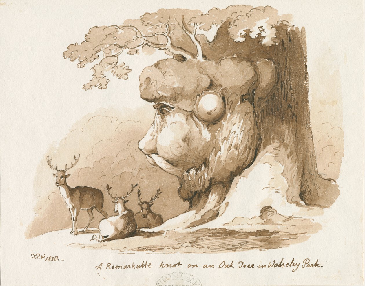 Wolseley Park - Csomó egy tölgyfán: toll és szépia rajz alkotó: Thomas Peploe Wood