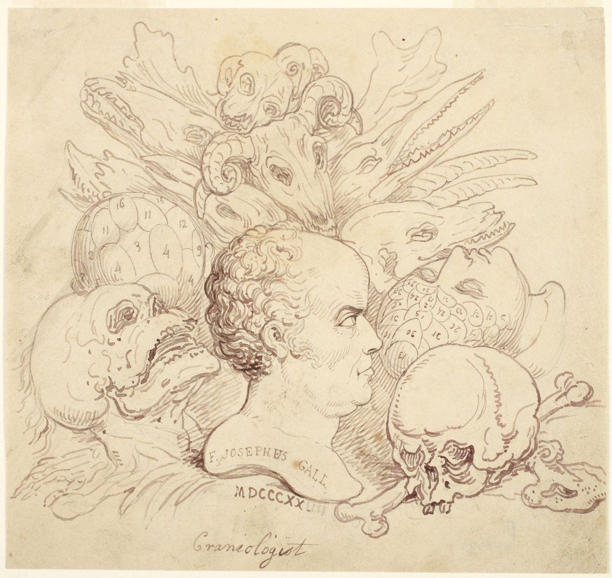 F. Josephus Gall, koponyatani kutató alkotó: Thomas Rowlandson