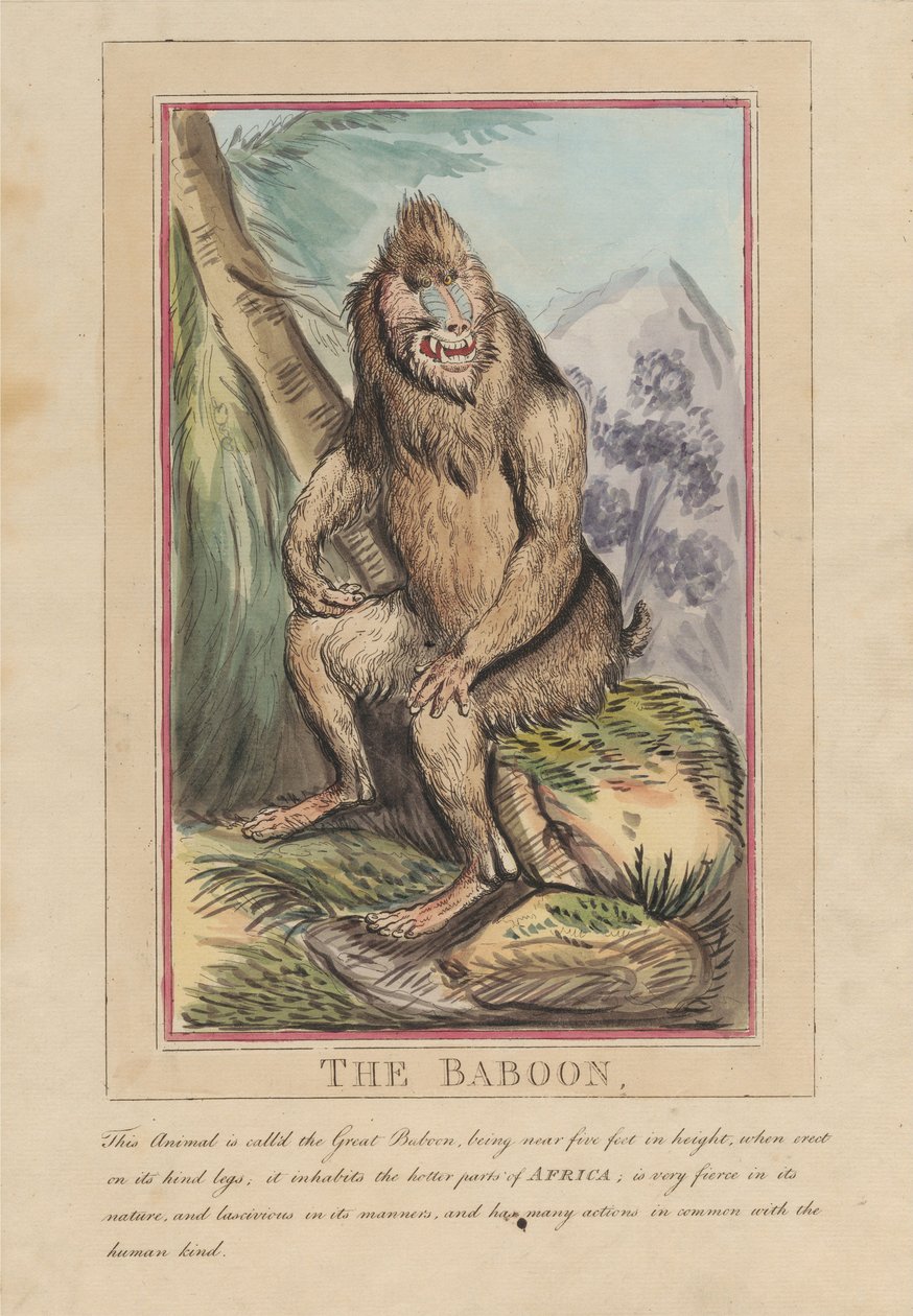 Nyolc darabos sorozat címlappal. „Külföldi és hazai állatok.” 2. Az oroszlán alkotó: Thomas Rowlandson