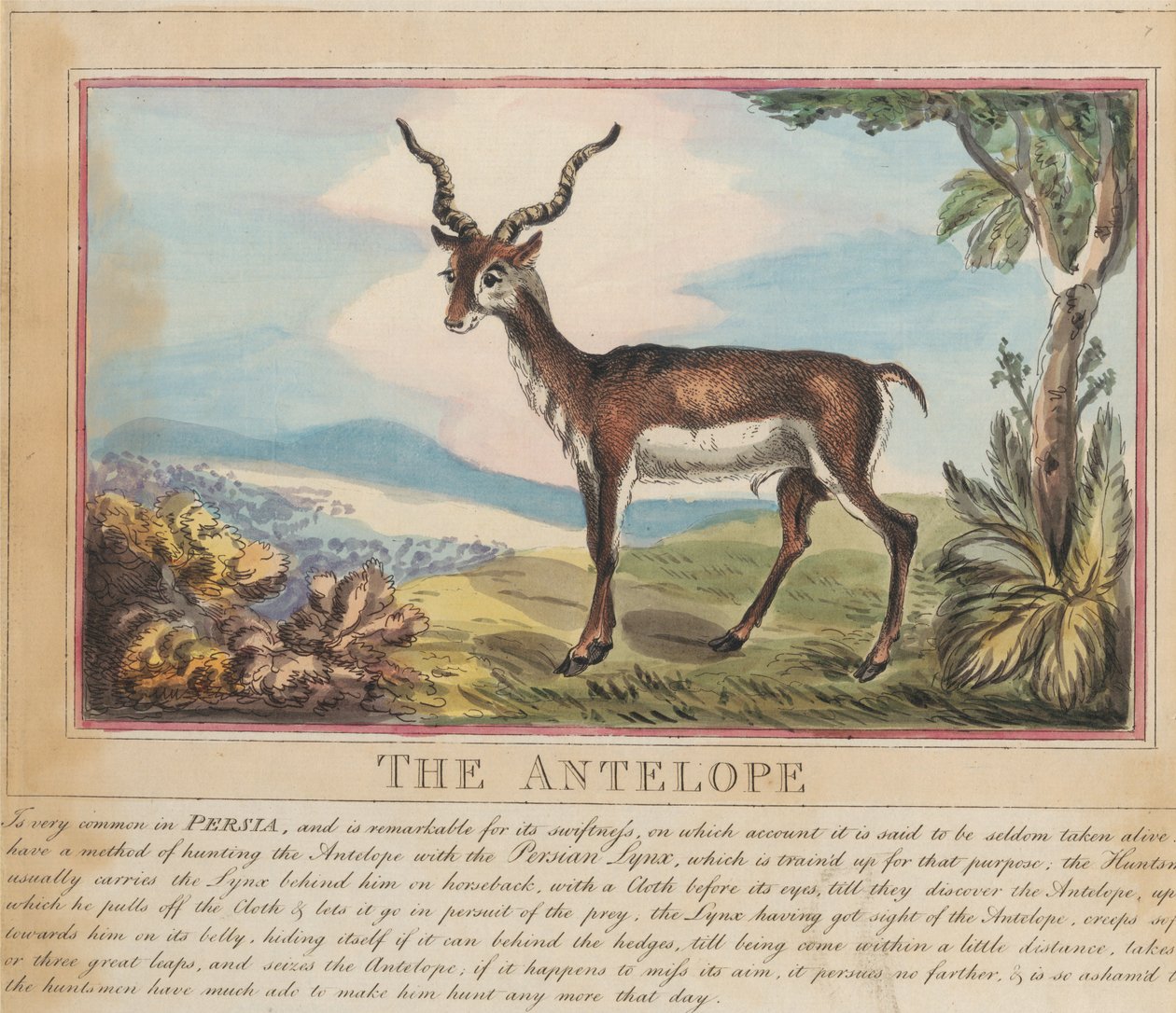 Nyolc darabos sorozat címlappal. „Külföldi és hazai állatok.” 8. Az antilop alkotó: Thomas Rowlandson