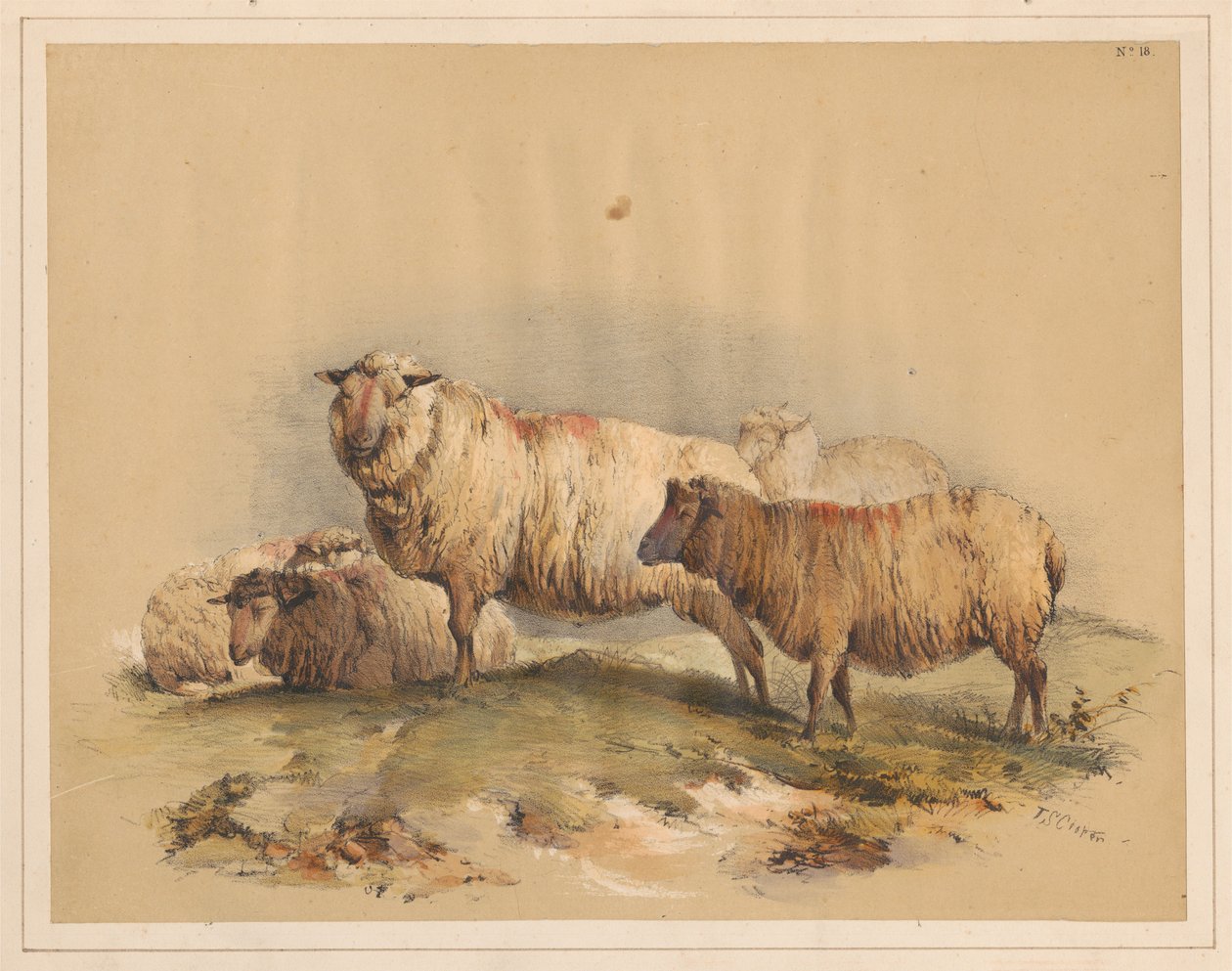 Juhok, 18. sz. alkotó: Thomas Sidney Cooper