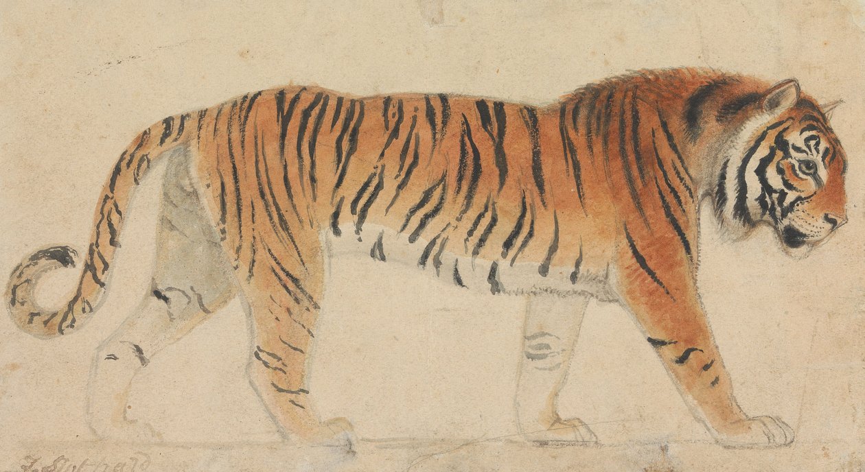 Egy tigris, teljes alakban, profilból, jobbra sétálva alkotó: Thomas Stothard