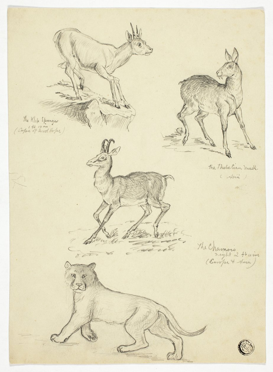 Chamois, Musk, Klipbok és Lion alkotó: Thomas Uwins