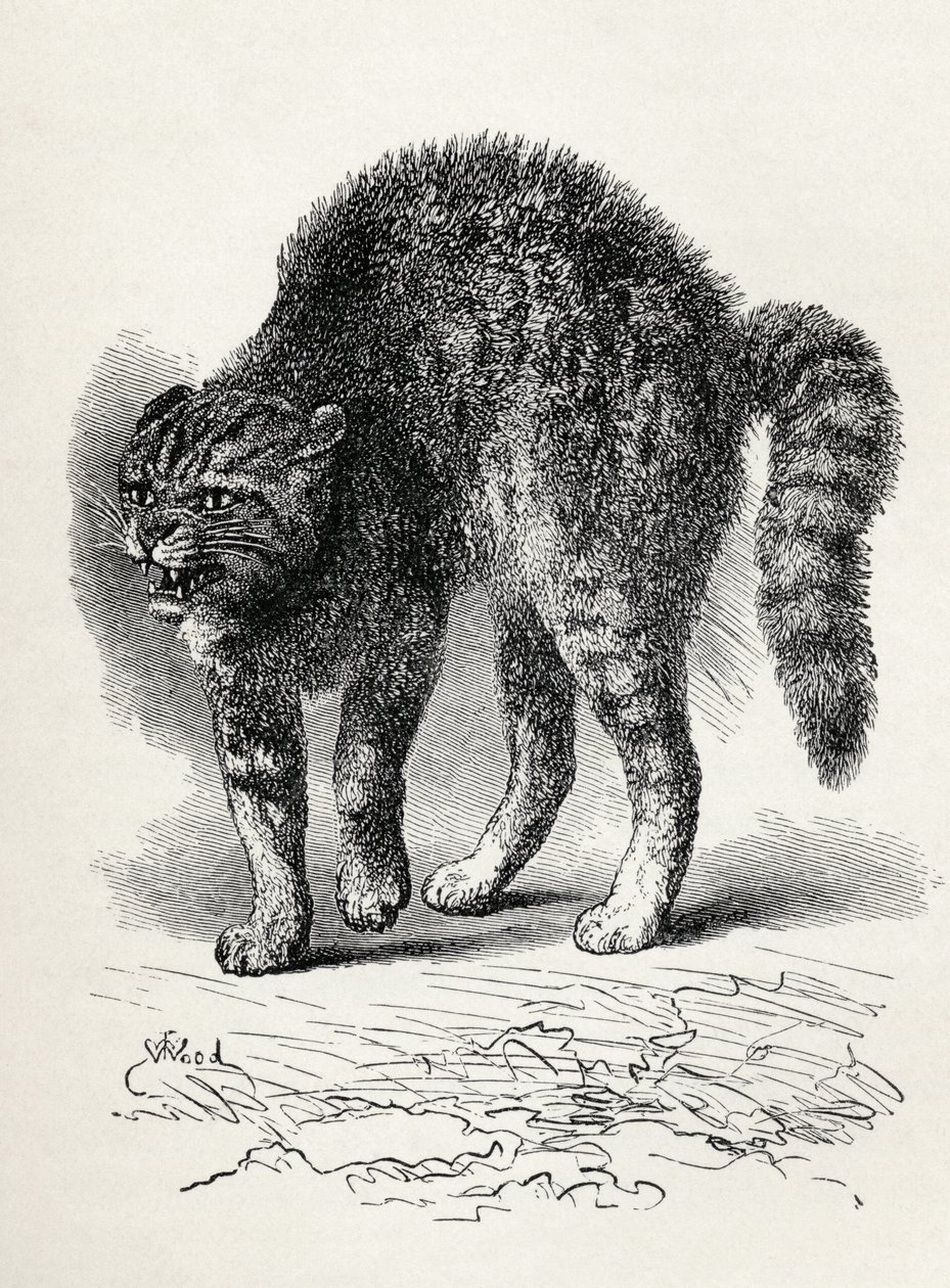 Macska megrémül egy kutyától, Charles Darwin „Az érzelmek kifejezése az emberben és az állatokban” című művéből, 1872 (litho) alkotó: Thomas W. Wood
