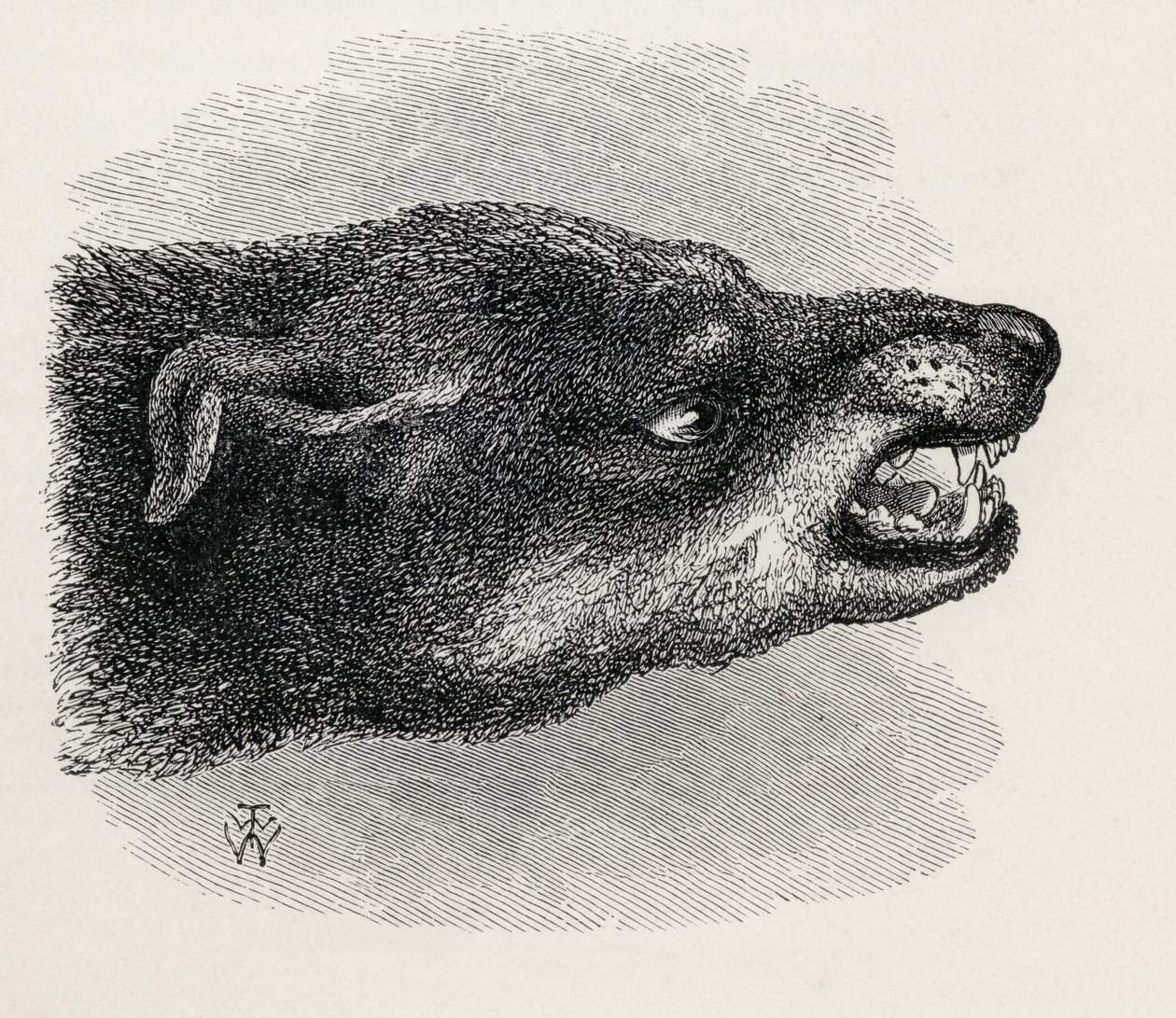 A vicsorgó kutya feje, Charles Darwin „Az érzelmek kifejezése az emberben és az állatokban” című művéből, 1872 alkotó: Thomas W. Wood