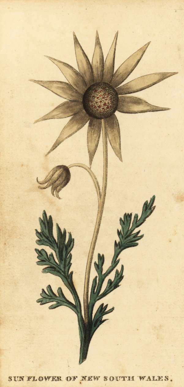 Flanel virág, Actinotus helianthi. ,1800 (metszet) alkotó: Thomas Watling