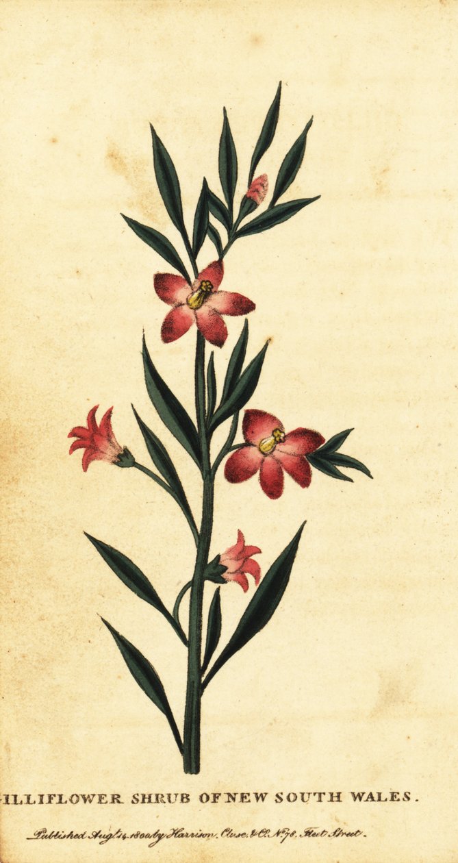 Gilliflower cserje Új-Dél-Walesben. ,1800 (metszet) alkotó: Thomas Watling