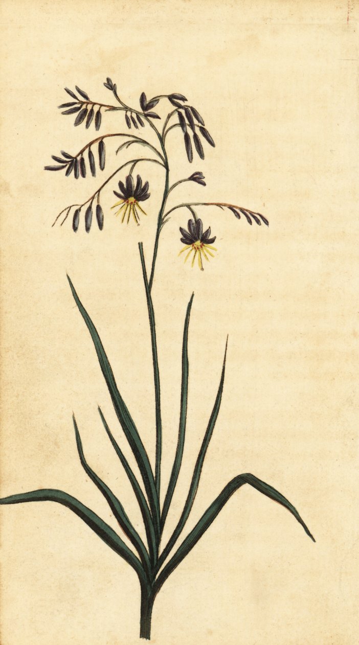 Sziklavirág, Új-Dél-Wales, Ausztrália. ,1800 (metszet) alkotó: Thomas Watling