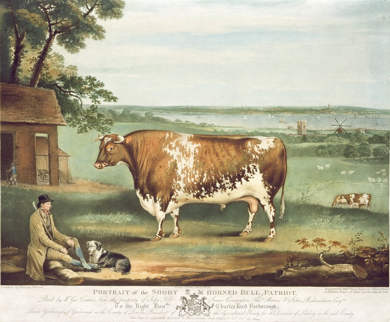 Rövid szarvú bika, Patriot, vésette William Ward, Shrewsbury, 1810 (színes metszet) alkotó: Thomas Weaver