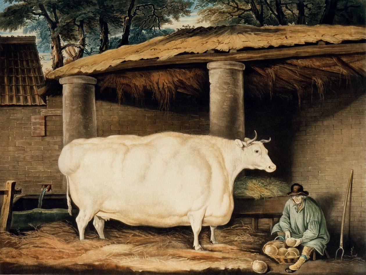 A Short Horned Heifer, William Ward metszete, Dartington, 1811 (színes metszet) alkotó: Thomas Weaver