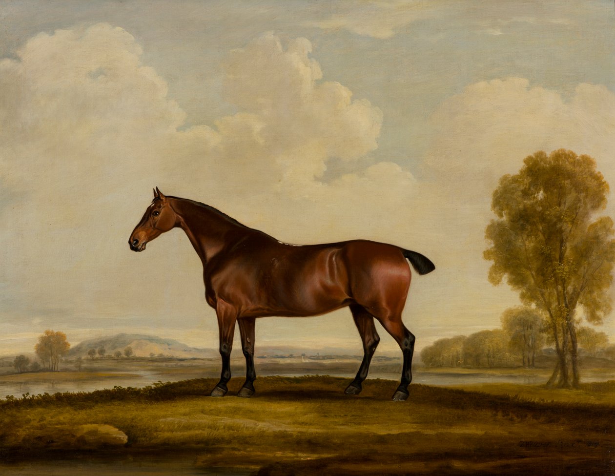 Georgiana: egy ló, 1819 körül (olaj, vászon) alkotó: Thomas Weaver