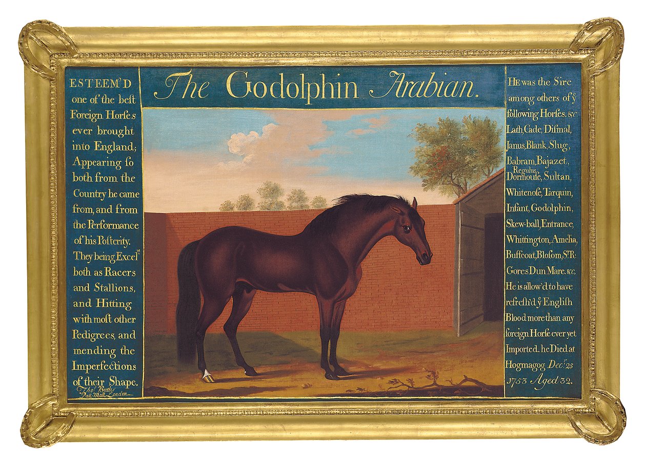 The Godolphin Arabian (olaj, vászon) alkotó: Thomas of Pall Mall Butler