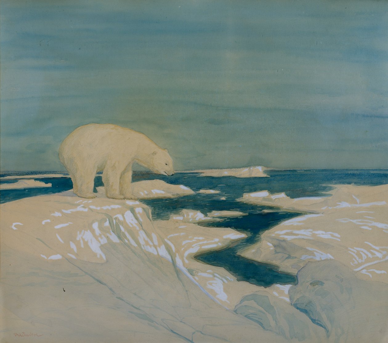 Jegesmedve (akvarell papíron) alkotó: Thorolf Holmboe