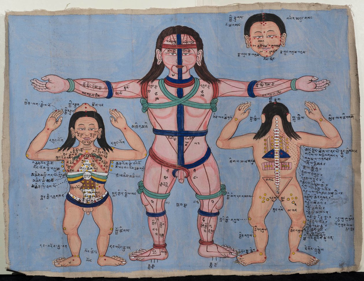 Anatómiai diagram (wc vászonra) alkotó: Tibetan School