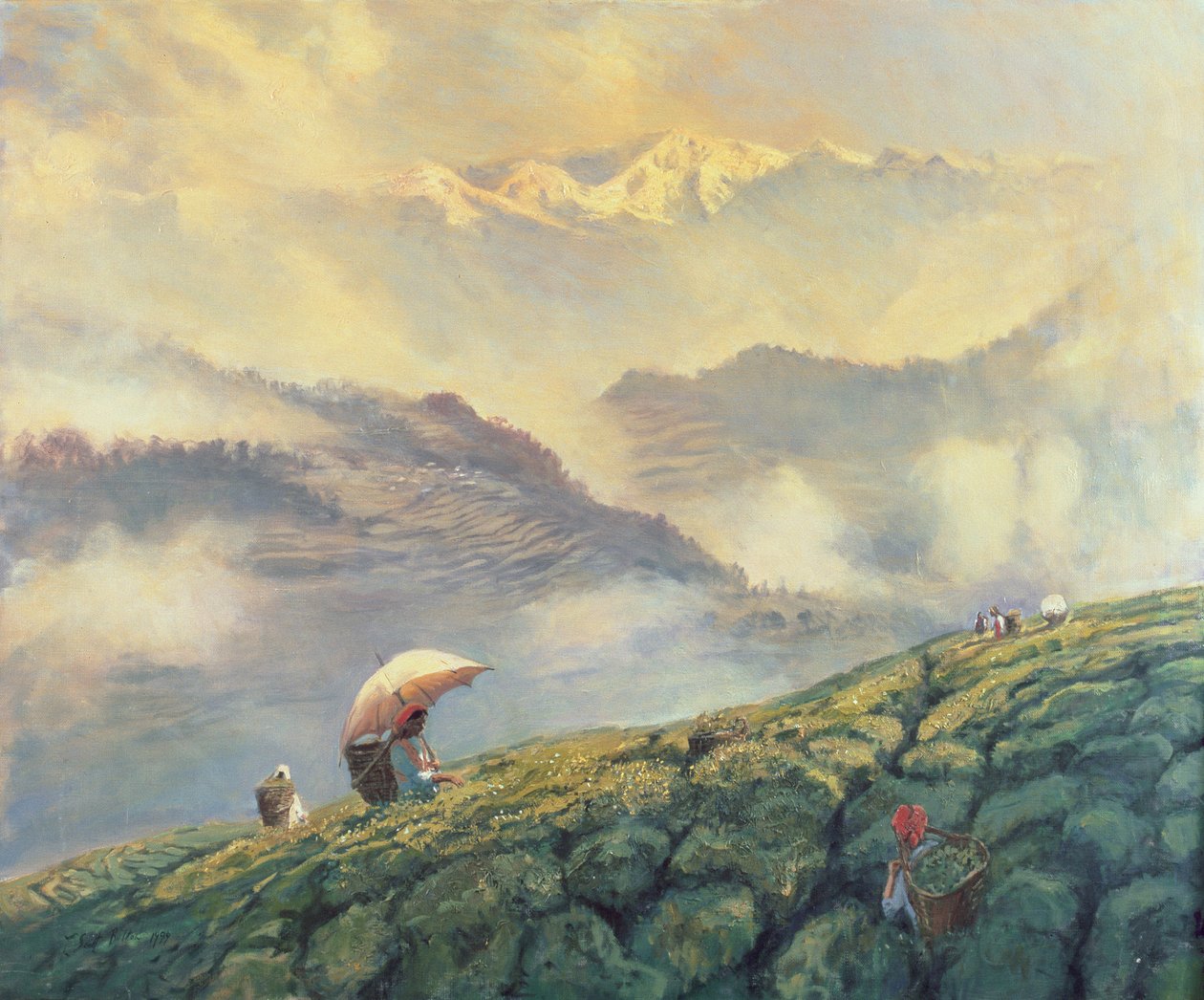 Tea Picking, Darjeeling, India, 1999 alkotó: Tim Scott Bolton