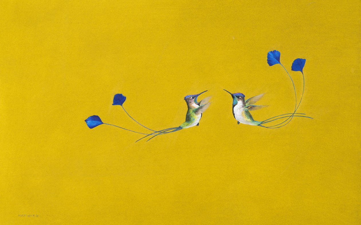 Kolibri ( akvarell és gouache papíron ) alkotó: Tim Hayward