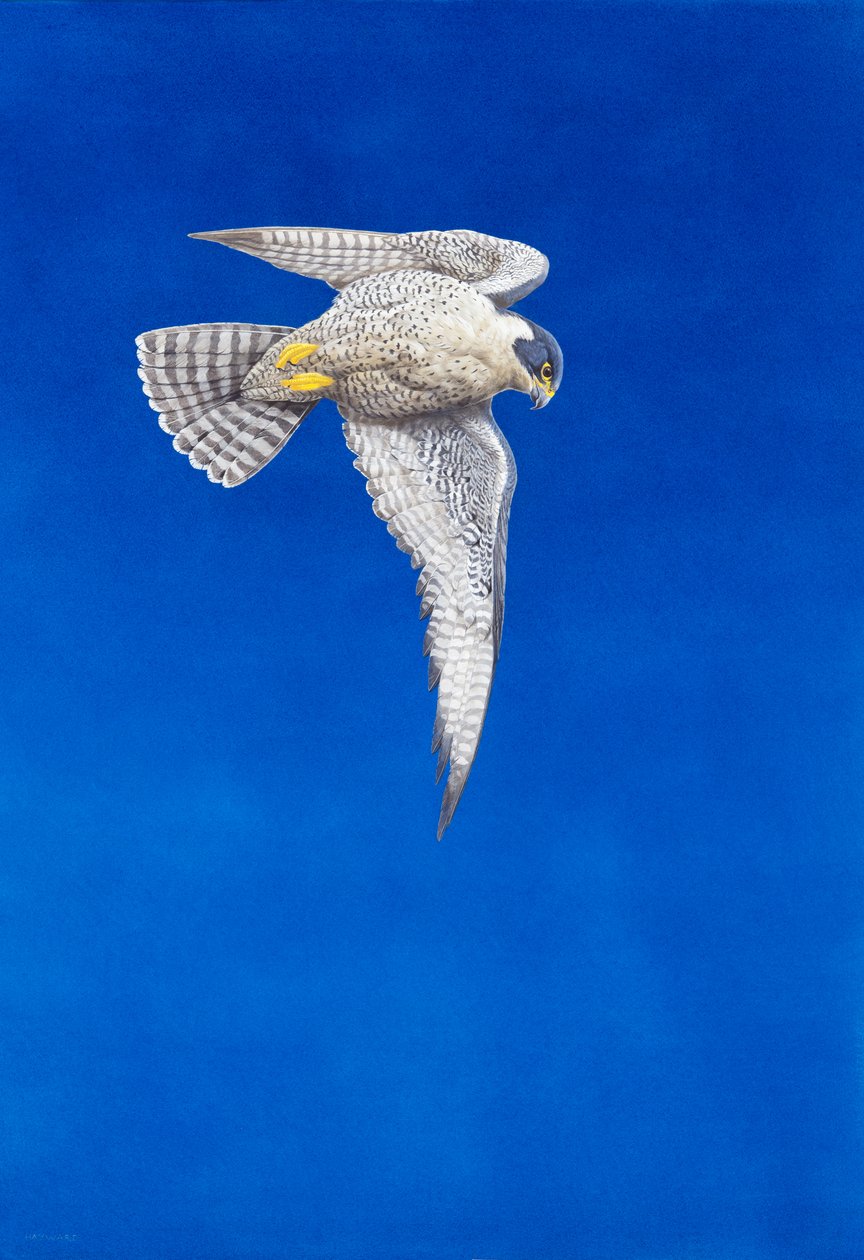 Vándorsólyom (akvarell és gouache papíron) alkotó: Tim Hayward