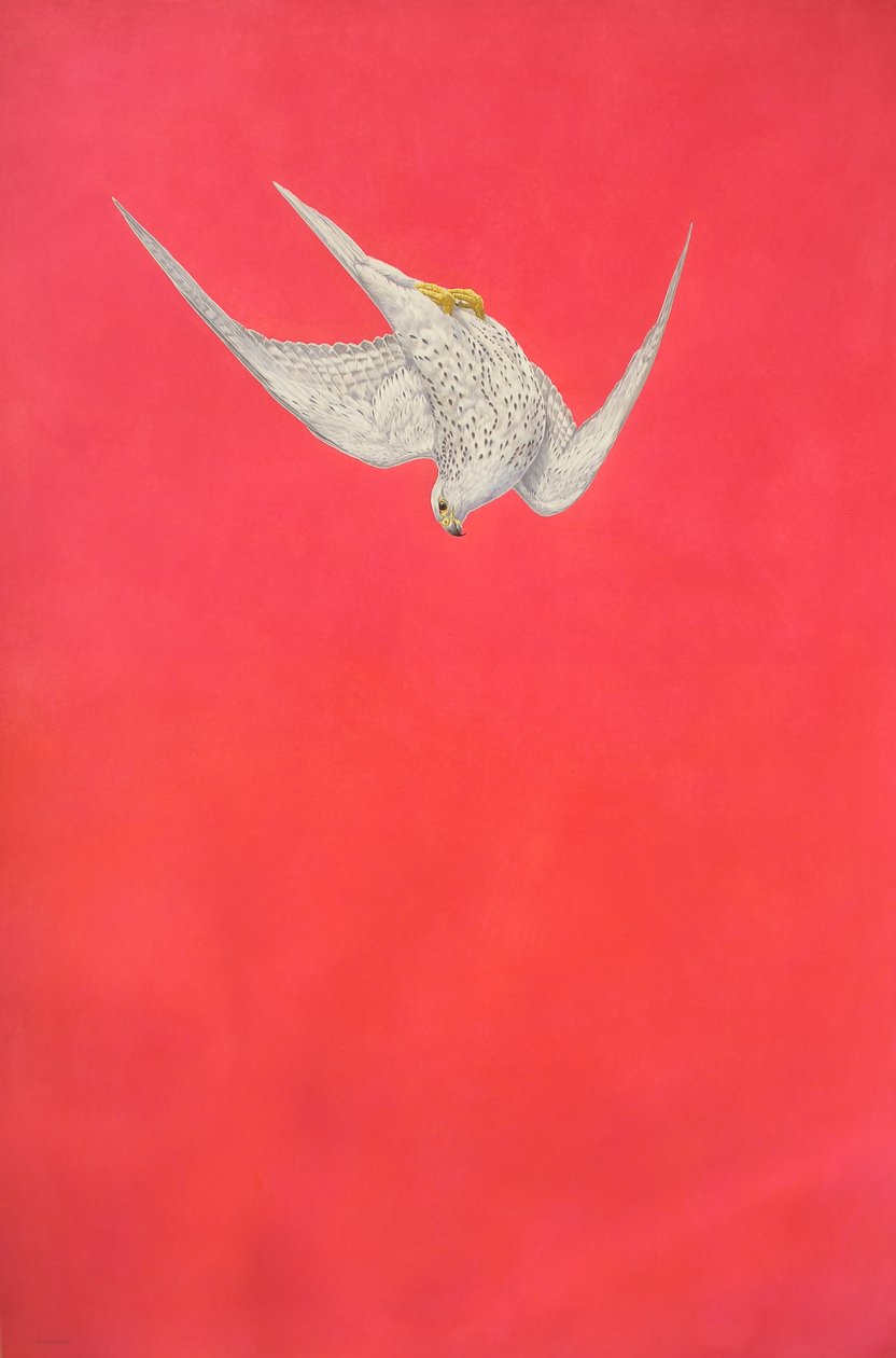 Pink Swoop; Gyrfalcon alkotó: Tim Hayward