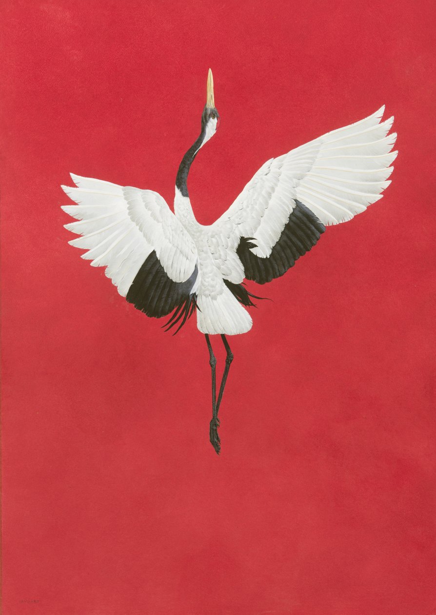 A táncpiros, akvarell és gouache Arches 640 gsm papíron, 96 x 66 cm alkotó: Tim Hayward